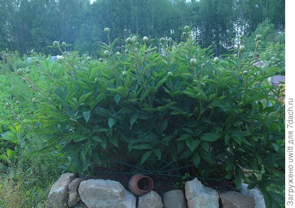 Куст пиона Примавера перед цветением