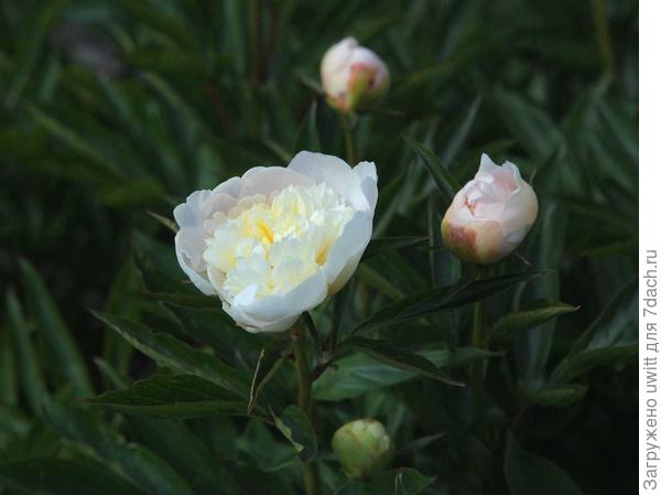 Начало цветения