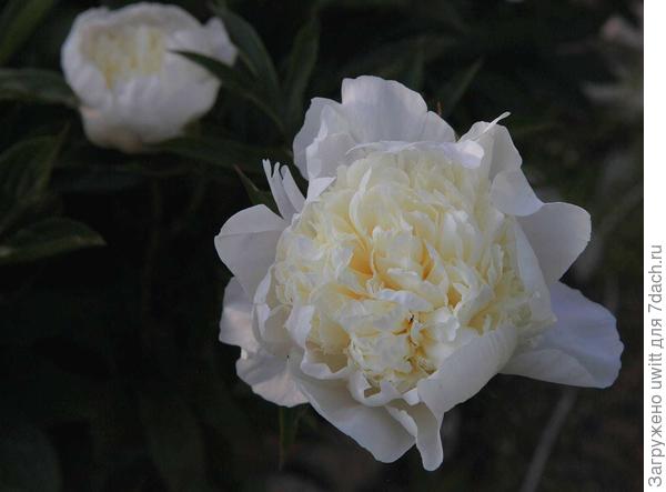 Цветение пиона Primavera