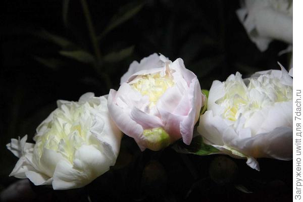 Ночное фото пиона Primavera