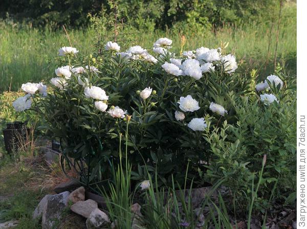 Общий вид куста