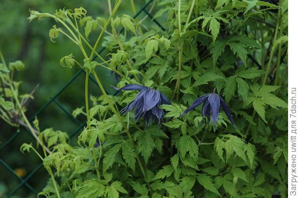 Цветение княжика Spiky в июле