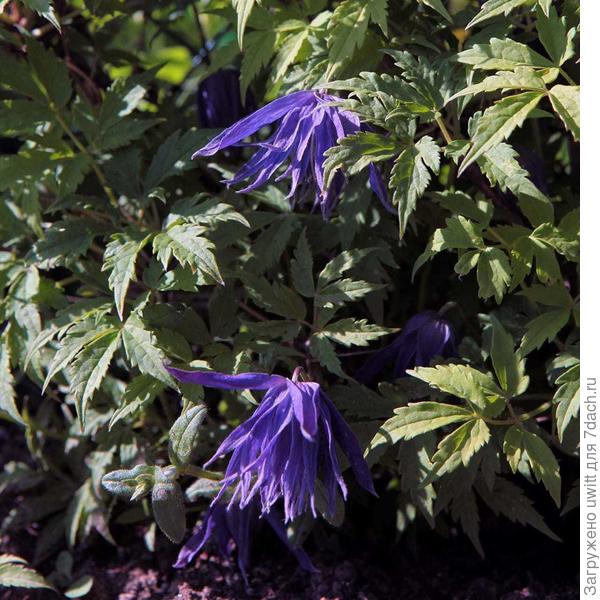 На солнце цветки имеют фиолетовый оттенок