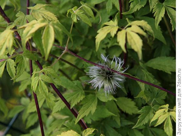 Семена княжика