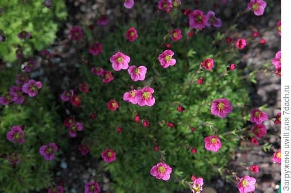 Розовый ковёр в начале цветения