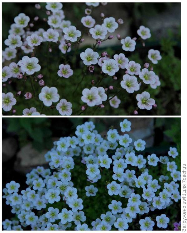 Флоренс Карпен