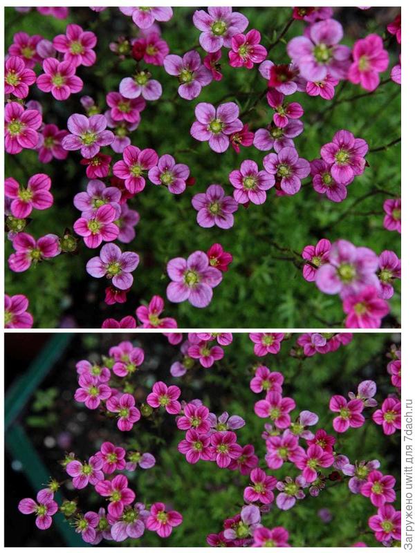 Розовый ковёр