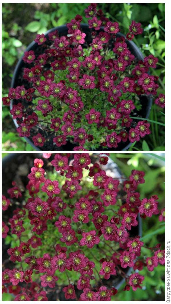 Пурпурный ковёр