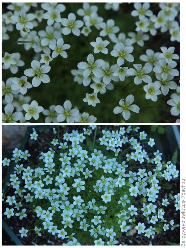 Белый ковёр