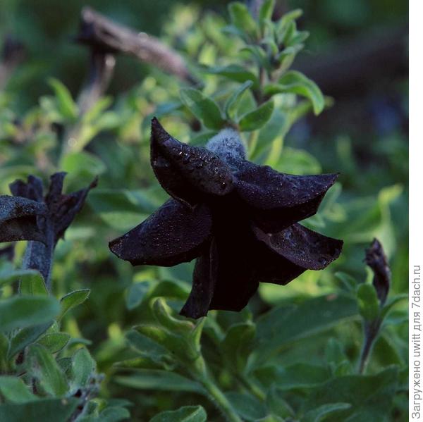 В тени на рассвете