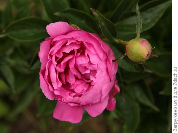 Начало раскрытия