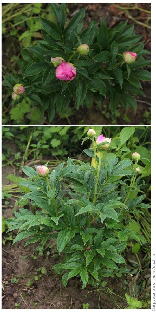 Молодыим кустам пиона Princess Margaret при цветении опора не требуется