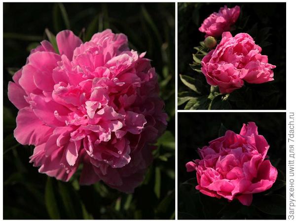 В первых лучах рассвета