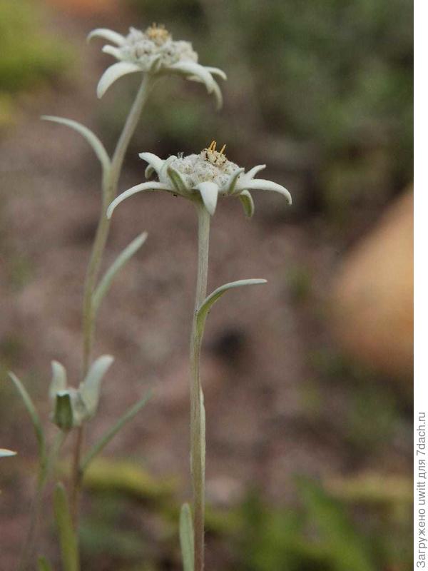 Leontopodium alpinum Cass Эдельвейс Альпийский