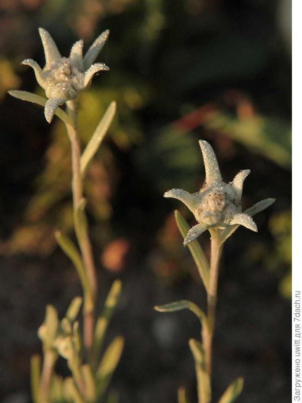 Leontopodium alpinum Cass Эдельвейс Альпийский