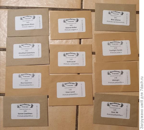 Семена примул на посев 2024 г.