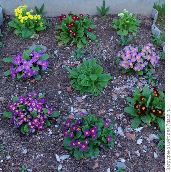 Примулы из семян