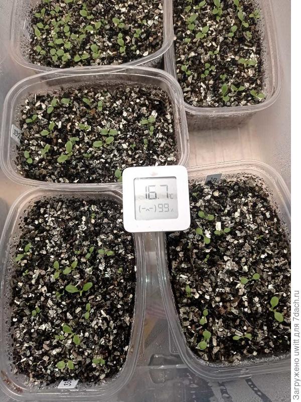 Полиантовые стоят в пластиковом ящике с крышкой на подоконнике