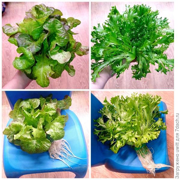 Чистые листики и чистые корешки