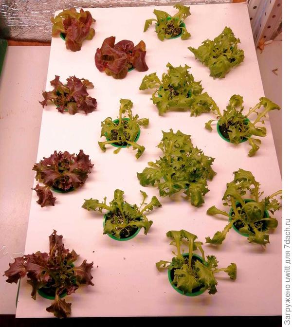 Рассада на откосе