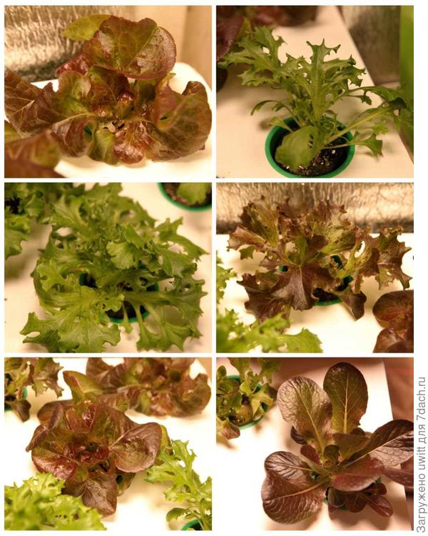 Развитие рассады