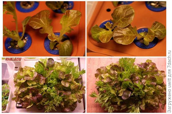 Рассада и урожай