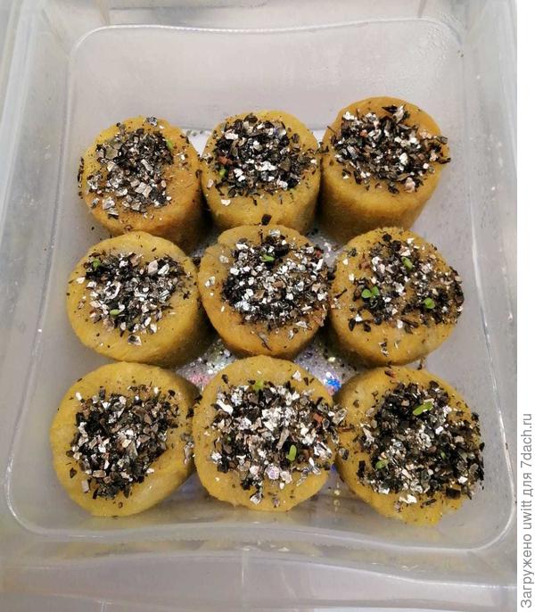 Всходы на второй день