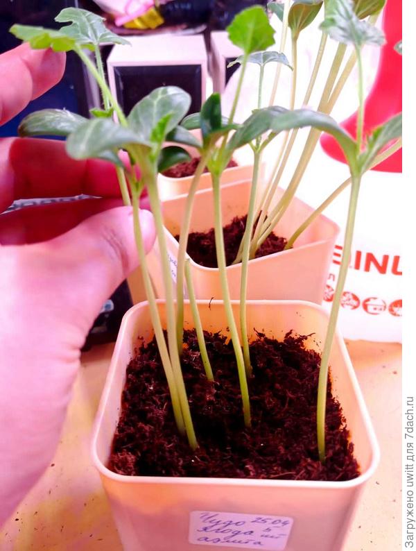 Привои в общей ёмкости