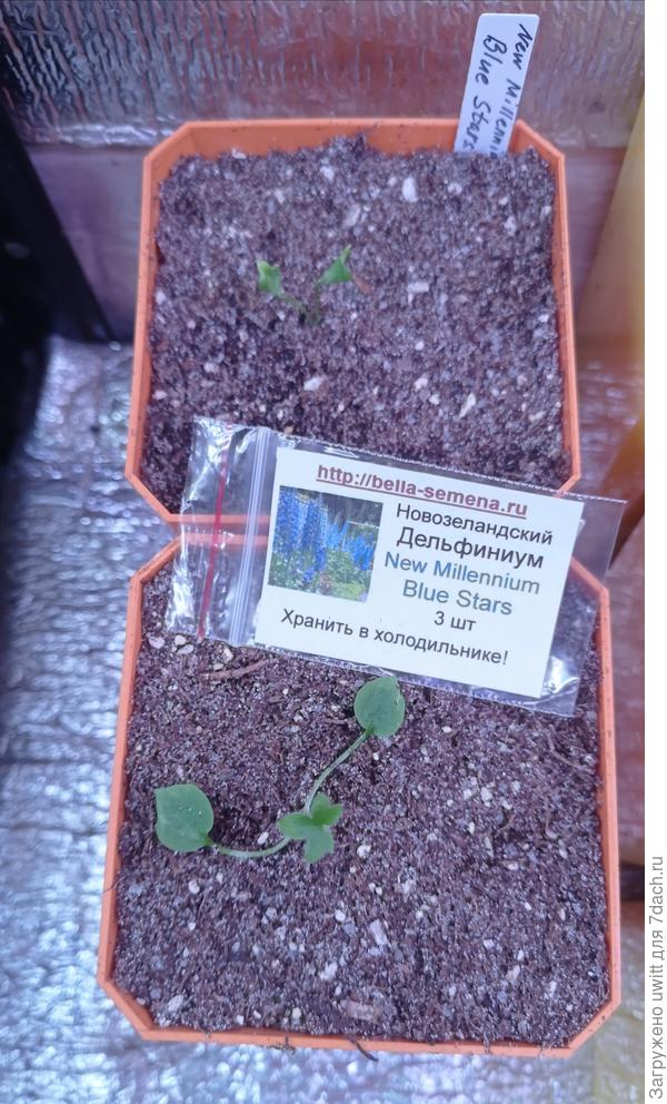 2 всхода, один даже не выпустил настоящий лист