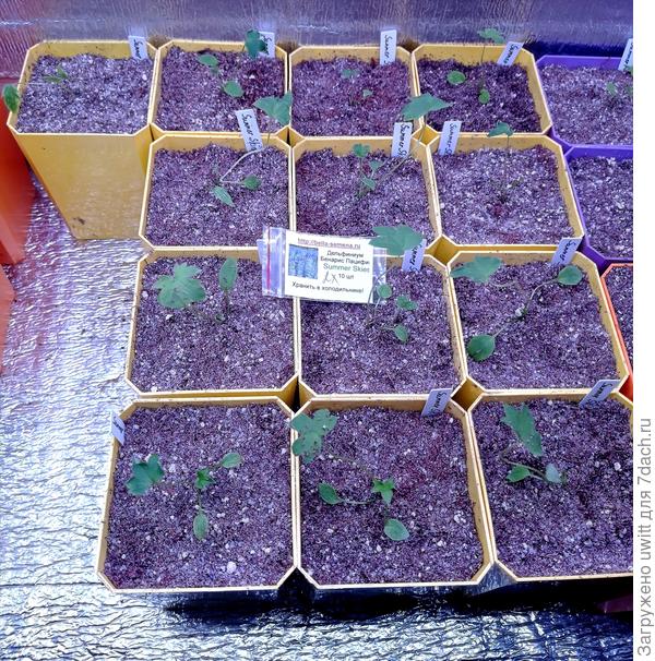 Всхожесть совершенно не радует