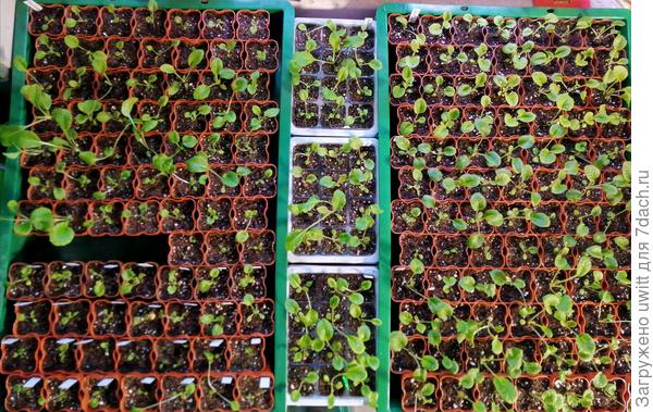 Часть распикированных примул в 150 мл с январского посева