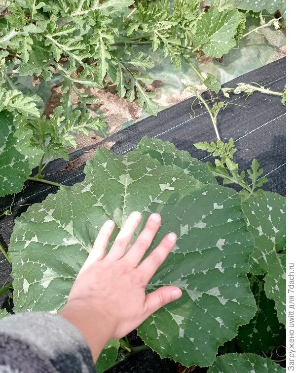 Спецподвой Флексифорт