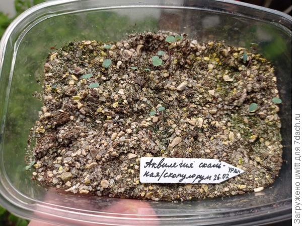 Семена с Урала