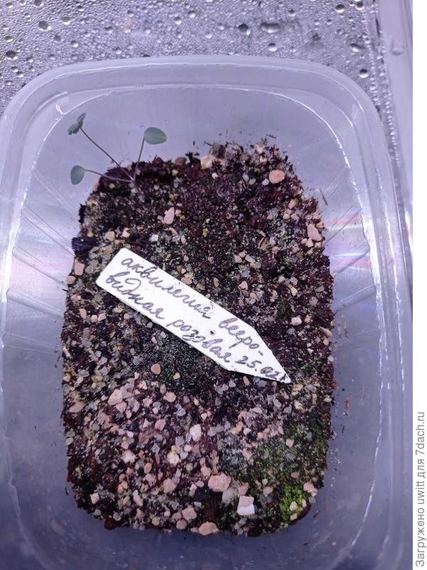 Вееровидная профсемена 10 шт