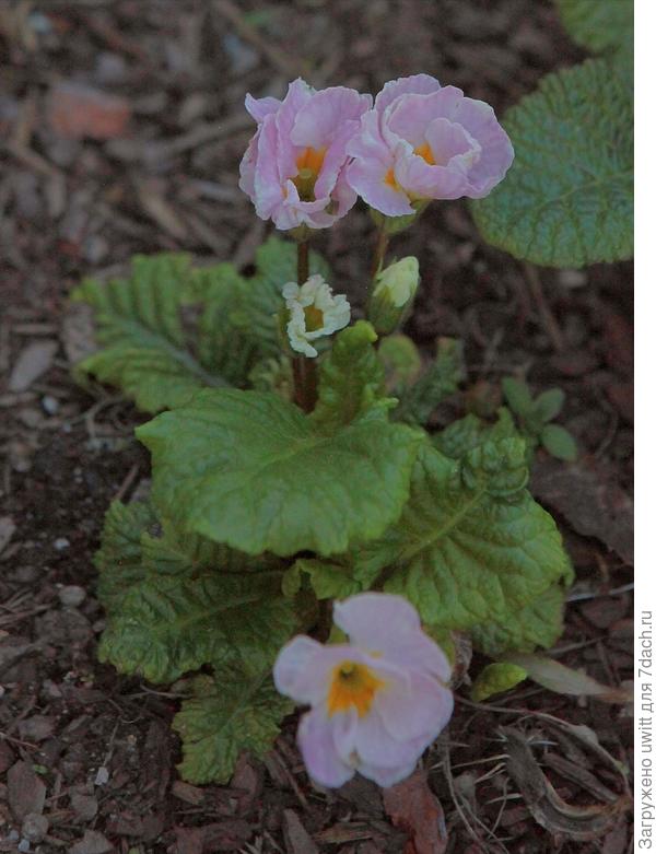 Рози из семян Русского огорода, 3 года