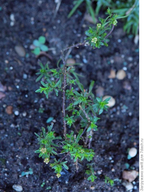 Выход из зимы через полгода после посадки