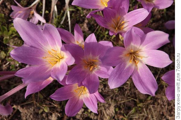 Колхикум Рози Давн