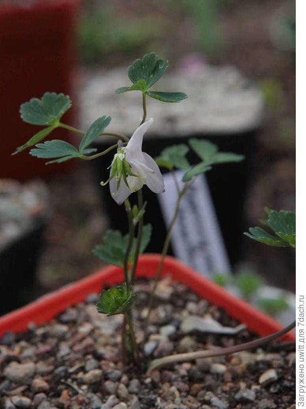 Семенная коробочка аквилегии курильской