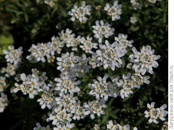 Цветение ибериса вечнозеленого