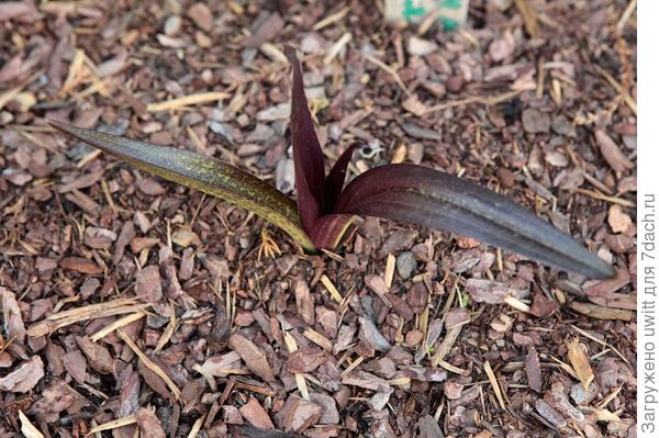 Начало вегетации пальчатокоренника мясо-красного