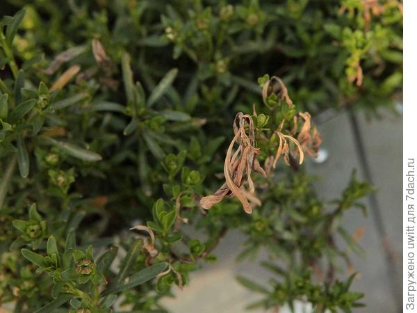 Повреждение листьев после зимы из-за чистки снега