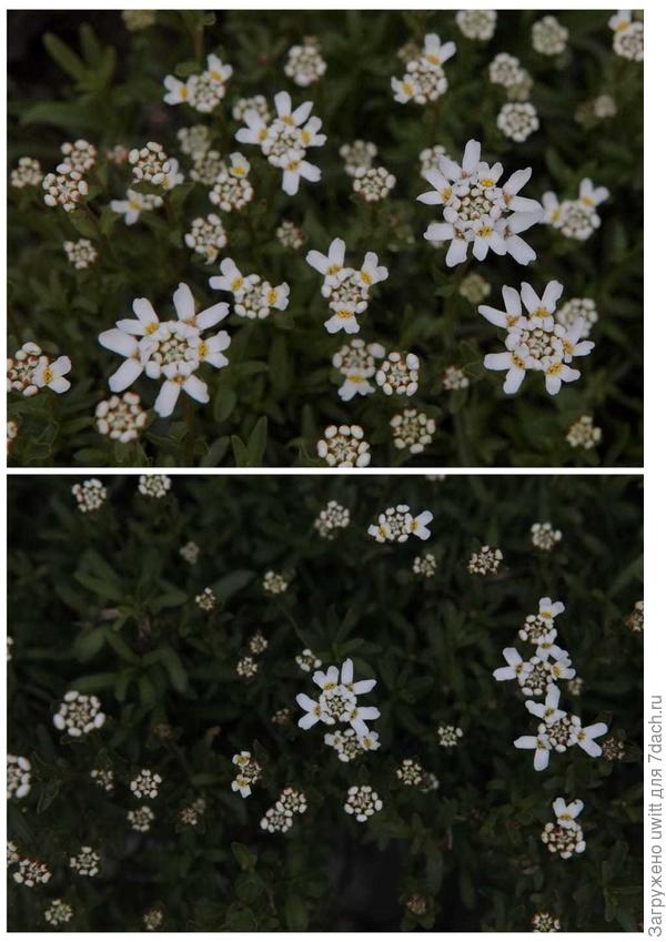 Распускаются цветки, начинается цветение ибериса