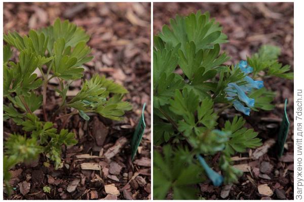 Начало вегетации и сразу выход цветоноса