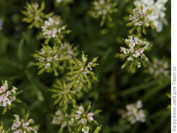 Завязи семян перед обрезкой
