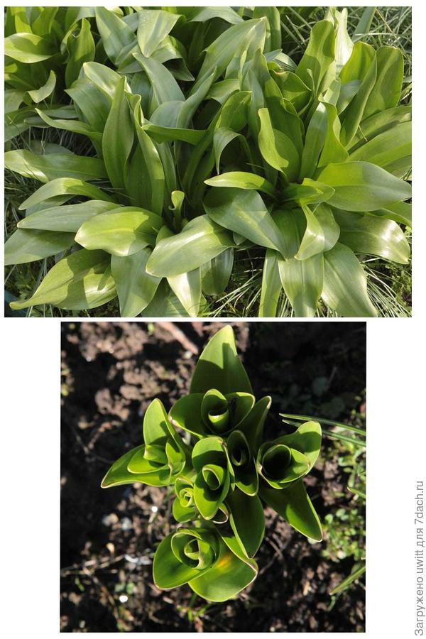 Весной у колхикума Рози Давн растут только листья