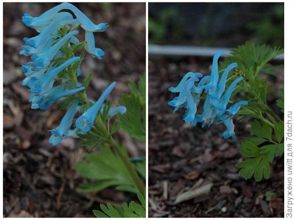 Божественный цвет😍