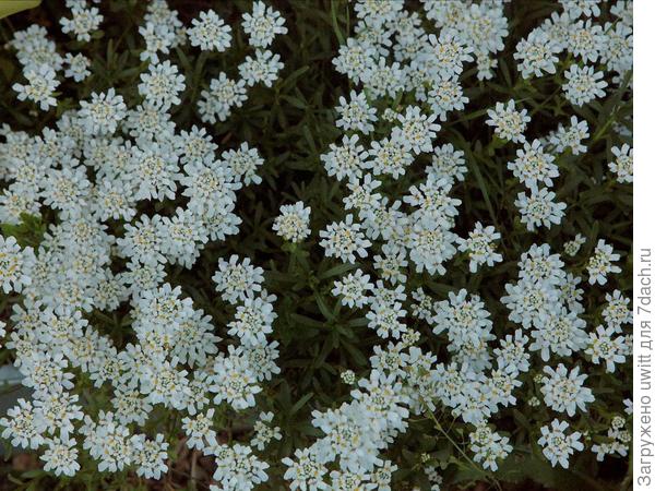 Цветение ибериса вечнозеленого