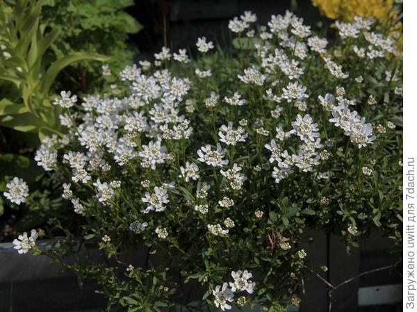 Иберис вечнозеленый на высокой клумбе