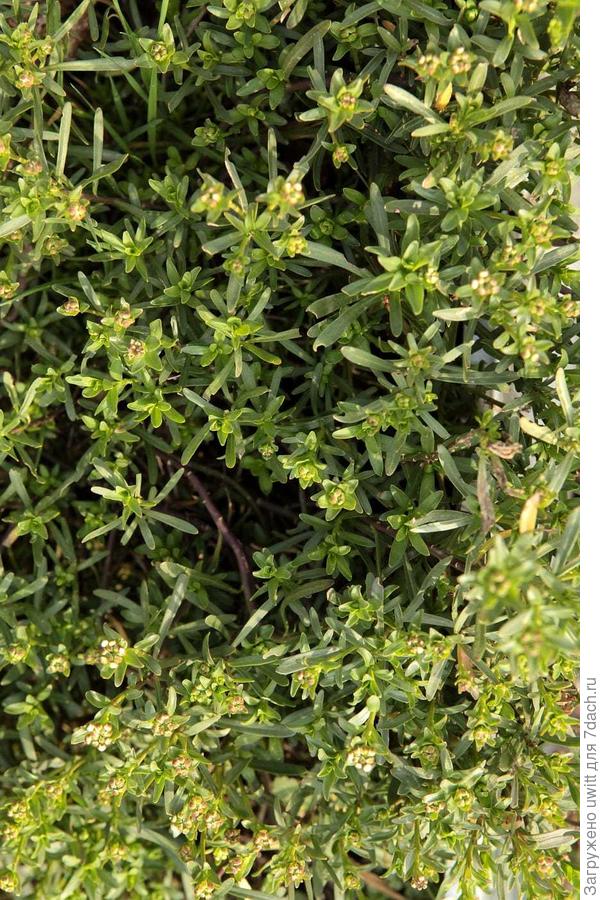 Иберис вечнозеленый (ближний план полукустарника)