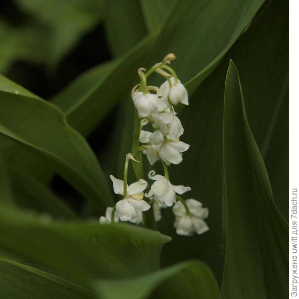 Ландыш Flore Pleno